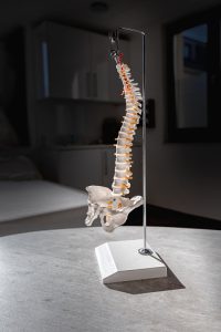 Medical model of the human spine
